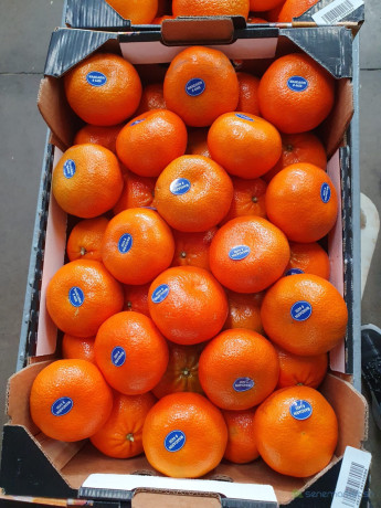 fruits-big-0