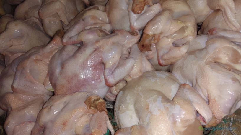 poulets-de-chair-thies-vide-et-emballe-disponible-a-thies-big-0