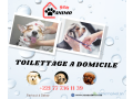 toilettage-de-chien-a-domicile-a-dakar-senanimo-small-0