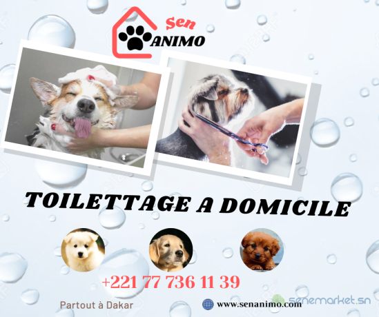 toilettage-de-chien-a-domicile-a-dakar-senanimo-big-0