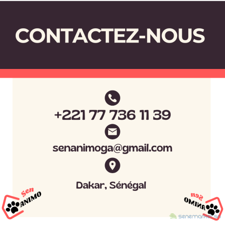 toilettage-de-chien-a-domicile-a-dakar-senanimo-big-1