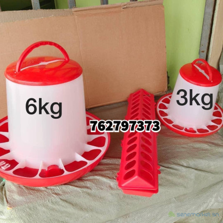 mangoir-big-2