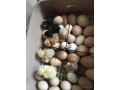 ventes-doeufs-fecondes-bleues-hollandais-small-0