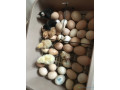 ventes-doeufs-fecondes-bleues-hollandais-small-1