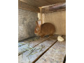 lapin-small-0