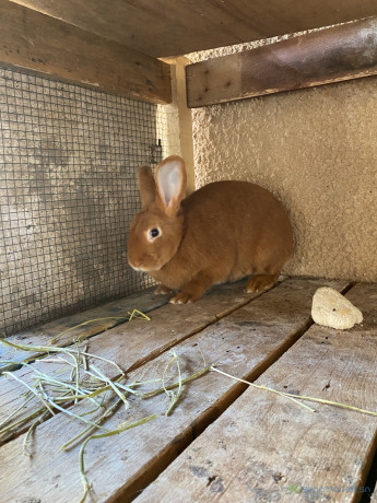 lapin-big-0