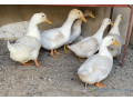 canard-pekin-small-0