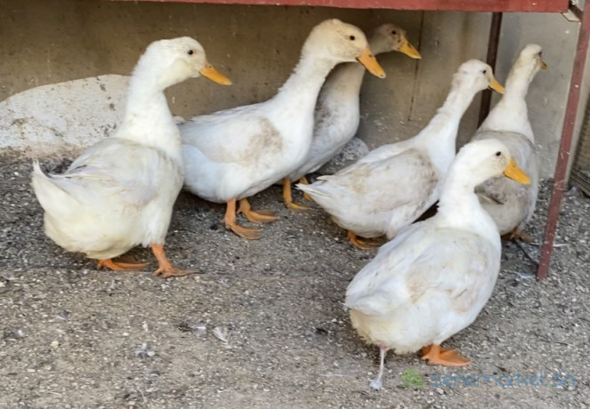canard-pekin-big-0