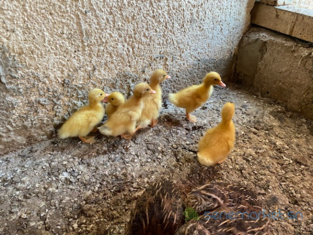 canard-pekin-big-1