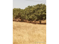 a-vendre-un-verger-de-8556m2-a-malicounda-small-2
