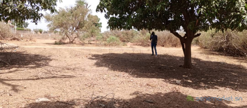 terrain-de-450-m2-a-saly-big-0