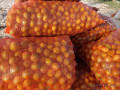 du-citron-a-vendre-small-2