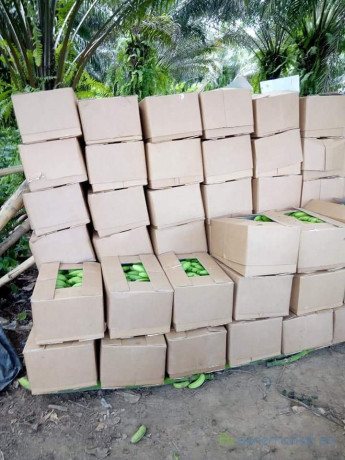 vente-en-gros-de-produits-agricoles-par-conteneur-big-0