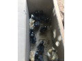poussins-demarres-1-mois-small-3