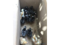 poussins-demarres-1-mois-small-4