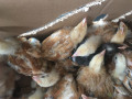 poussins-demarres-1-mois-small-1