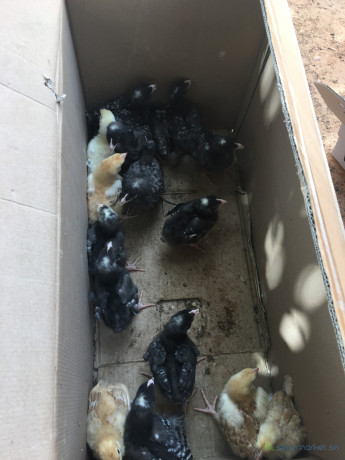 poussins-demarres-1-mois-big-3