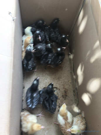 poussins-demarres-1-mois-big-4