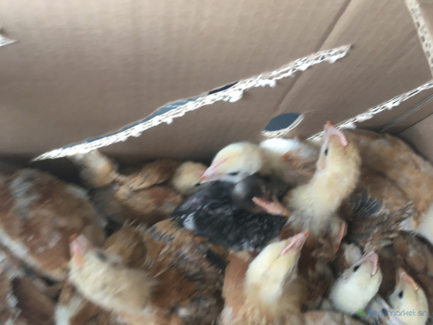 poussins-demarres-1-mois-big-2