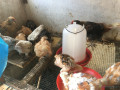 poulette-bleue-hollandaise-dun-mois-15-jours-small-1