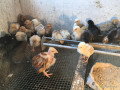 poussins-bleues-hollandaises-15-jours-disponibles-small-1
