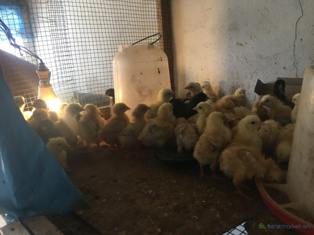 poussins-bleues-hollandaises-15-jours-disponibles-big-0