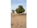 terrain-de-1-hectare-a-malicounda-small-1