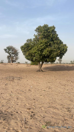terrain-de-1-hectare-a-malicounda-big-1