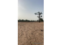 terrain-de-8000-metres-carres-a-malicounda-small-1