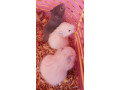 hamster-syrien-a-vendre-small-2
