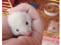 hamster-syrien-a-vendre-small-1