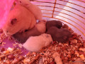 hamster-syrien-a-vendre-small-3