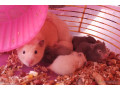hamster-syrien-a-vendre-small-0