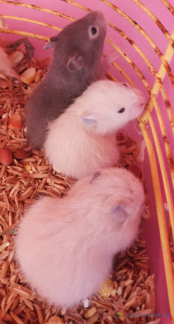 hamster-syrien-a-vendre-big-2