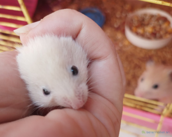hamster-syrien-a-vendre-big-1