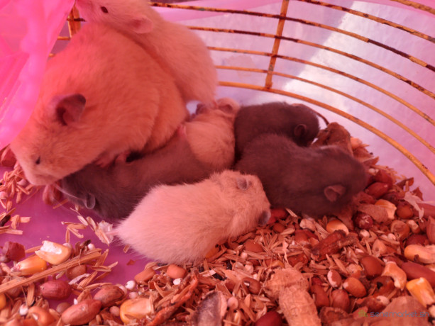 hamster-syrien-a-vendre-big-3
