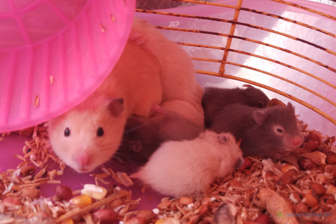 hamster-syrien-a-vendre-big-0