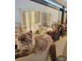 persan-pure-race-a-vendre-small-0