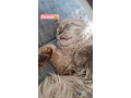 persan-pure-race-a-vendre-small-1