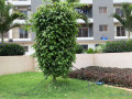 appartements-a-vendre-a-la-nouvelle-ville-de-diamniadio-small-3