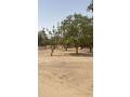 terrain-de-250-metres-carres-a-saly-small-0