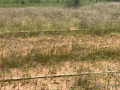 vente-de-terrains-a-bambilor-small-0