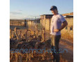 day-old-ostrich-chicks-and-guarantee-fertile-ostrich-eggs-small-0