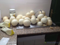 day-old-ostrich-chicks-and-guarantee-fertile-ostrich-eggs-small-1