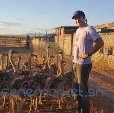 day-old-ostrich-chicks-and-guarantee-fertile-ostrich-eggs-big-0