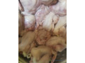 poulet-de-chair-2-kilo-500-a-vendre-small-0