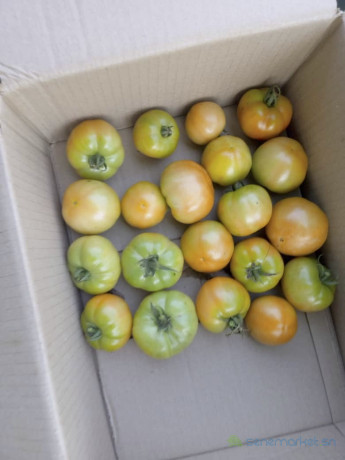 tomate-mongole-bio-big-0