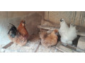 negre-soie-poulet-dornement-small-4