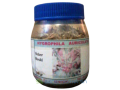 hygrophila-auriculata-small-0
