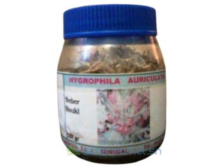 HYGROPHILA AURICULATA